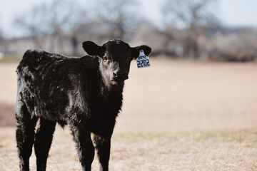 Black angus calf with blurred background in Texas field.
