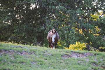 Young quarter horse in spring Texas field.