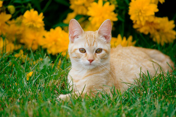 Close-up of a cat sitting in a garden