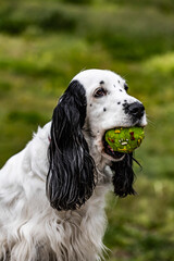 Cocker spaniels dog close up with ball
