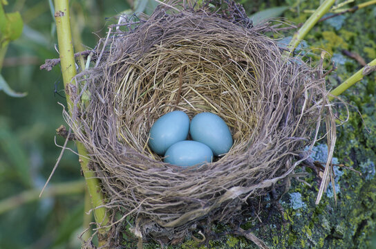 Close-up of a robin's nest with three eggs