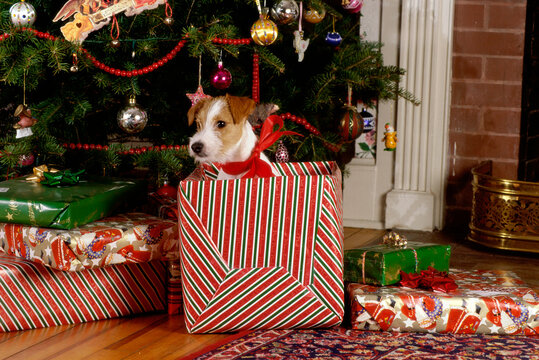 Jack Russell Terrier in a gift box