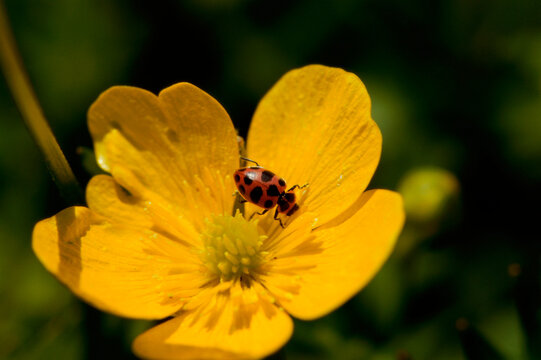 High angle view of a ladybug on a flower