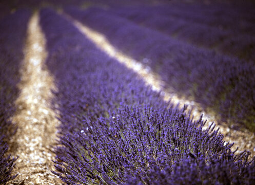 Field of lavender, Sault, France