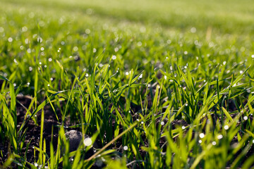 green wheat sprouts in a field with water drops after rain