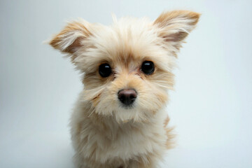 Close-up of a mixed breed puppy