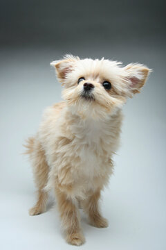 Mixed breed puppy standing