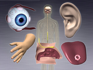 Close-up of five human sensory organs