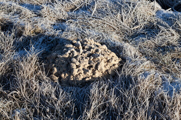 grass covered with ice and frost in the winter season