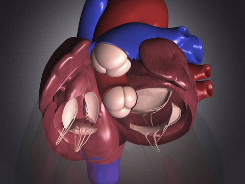 Close-up of the human heart