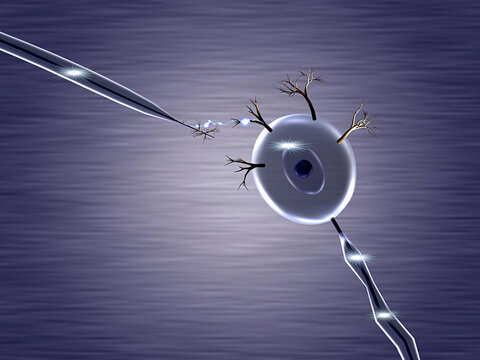 Close-up of a nerve cell