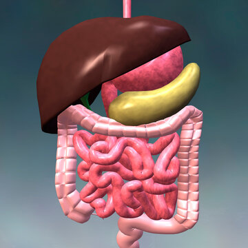 Close-up of the human digestive system