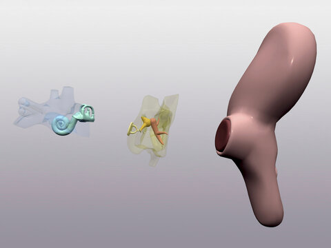 Close-up of a human ear