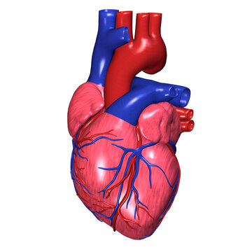 Close-up of a human heart