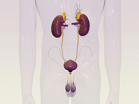 Close-up of the male urinary system of a human body
