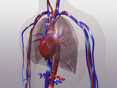 Close-up of the circulatory system of the human body