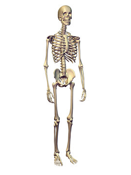 Close-up of a human skeleton