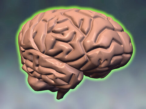 Close-up of the human brain