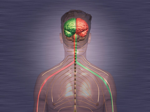 Close-up of a human central nervous system