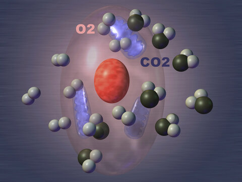 Close-up of the atoms of oxygen and carbon dioxide in human cells