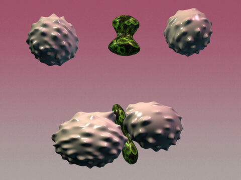 Close-up of white blood cells