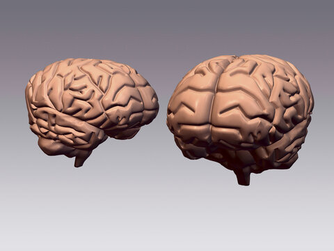 Close-up of two human brains