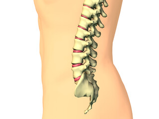 Close-up of the human spine