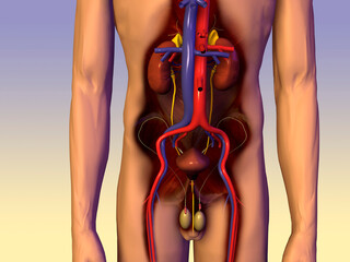 Mid section view of a male urinary circulatory system of the human body