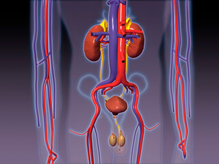 Close-up of a male urinary circulatory system of the human body