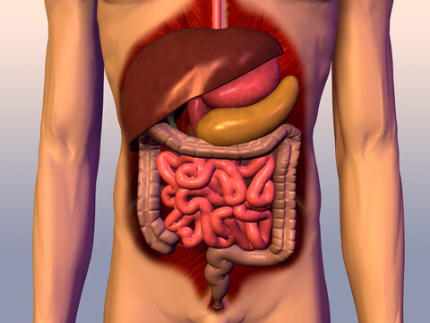 Close-up of the digestive system of the human body