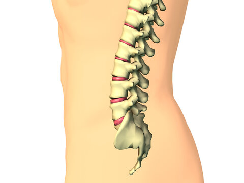 Close-up of the human spine