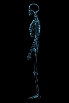 X-ray image of a human skeletal system