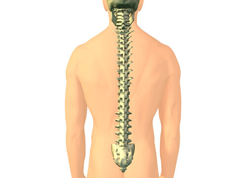 Close-up of a human spine