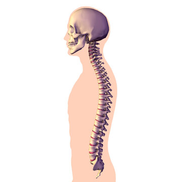 Close-up of a human spine