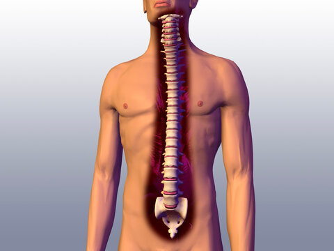 Close-up of a human spine