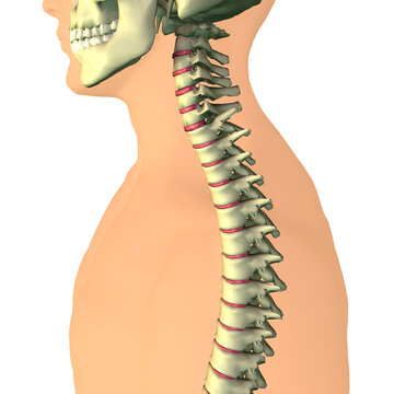 Close-up of a human spine