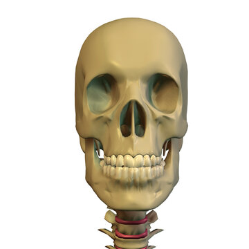 Close-up of a human skull