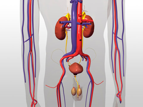 Mid section view of a male urinary circulatory system of the human body