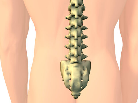 Close-up of the human spine