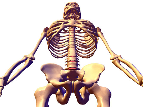 Low angle view of a human skeletal system