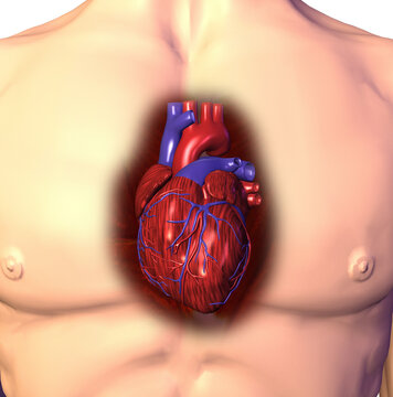Close-up of a human heart
