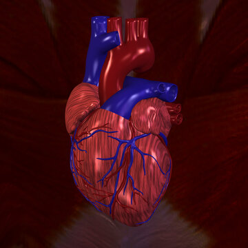 Close-up of a human heart