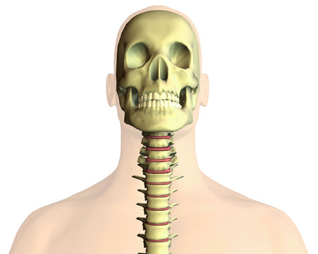 Close-up of a human skull