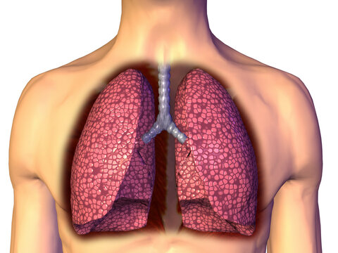 Close-up of a human respiratory system