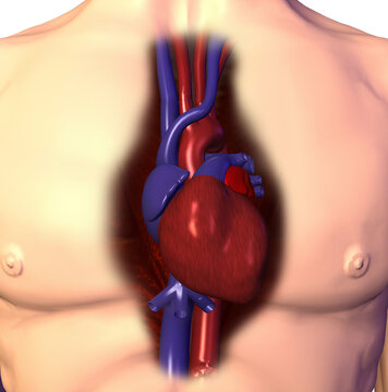 Close-up of a human heart