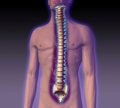 Close-up of a human spine