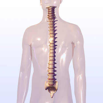 Close-up of a human spine