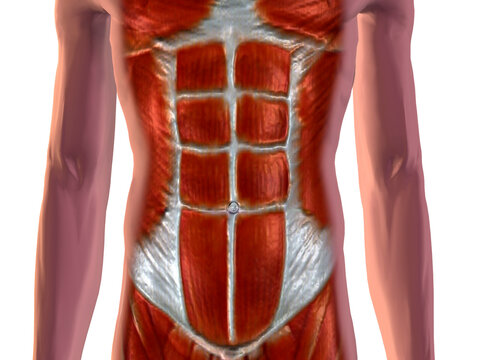 Close-up of human abdominal muscles