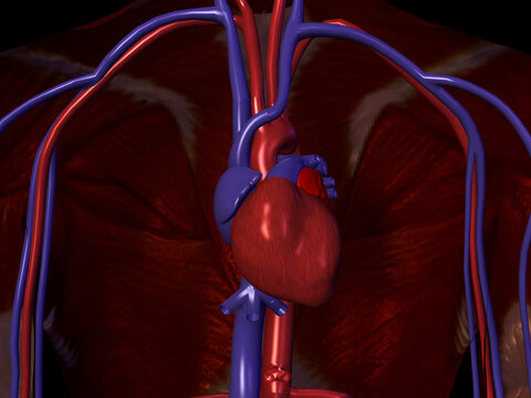 Close-up of the circulatory system and the human heart