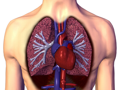 Close-up of a human heart